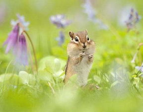 有哪些,詩句,春天