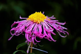 關(guān)于菊花堅強精神的詩句