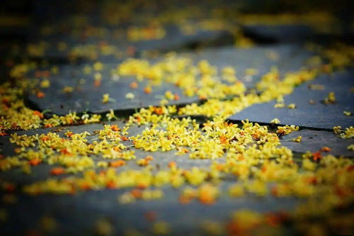 詩(shī)句中帶有桂花的古詩(shī)