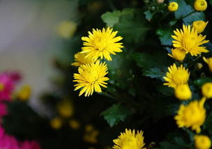 關(guān)于賞菊的詩句古詩