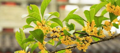 關(guān)于梅花和桂花的詩句有哪些