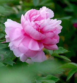 關于牡丹的詩句以及介紹