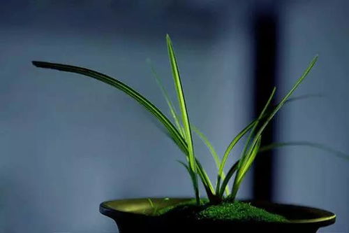 關于植物四君子的詩句