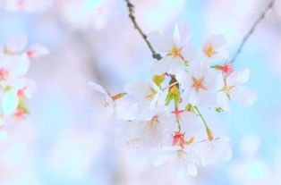 詩(shī)句,詩(shī)中,芳菲盡,一一古