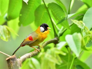 關于鳥與人的詩句