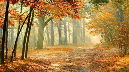 有關于描寫秋天的詩句大全