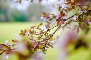 關于桃花遍地開的詩句