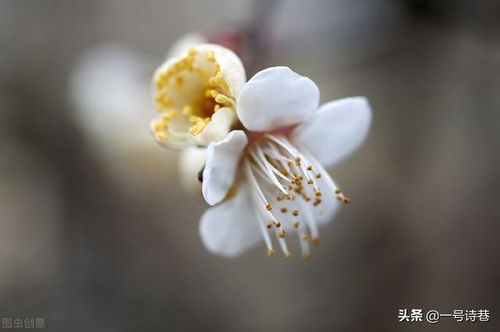 關(guān)于寫梅花的詩句古詩大全