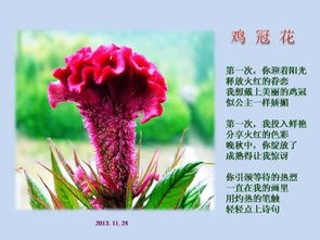 關(guān)于紅玫瑰的詩句古詩