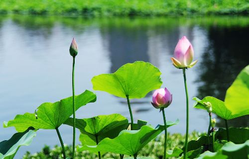 贊美長壽花詩句古詩