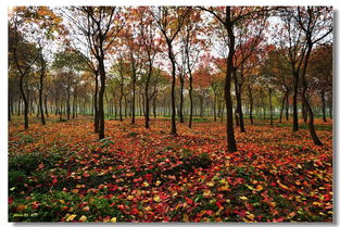 古詩(shī),詩(shī)句,較短,秋天