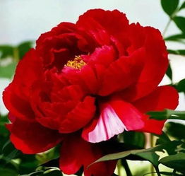 關(guān)于雨中牡丹的詩句