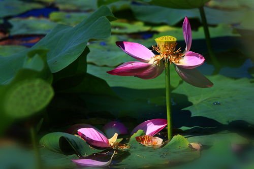 描寫秋天兒童的詩(shī)句古詩(shī)