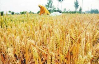 關(guān)于麥子成熟的詩句