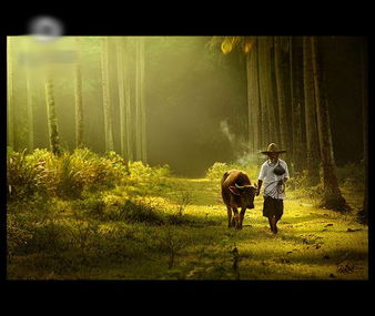 關(guān)于人文自然的詩句