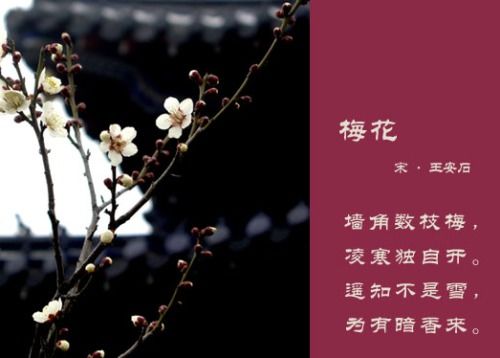詩句,梅花