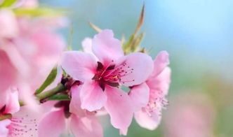 描寫桃花的古詩句有哪些,描寫桃花的優(yōu)美古詩句,描寫牡丹的古詩句大全