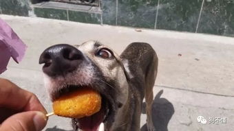 關(guān)于狗的詩句8句