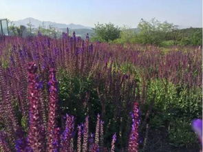 詩句,贊美,世博園,沈陽