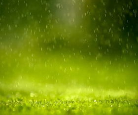 春雨,詩句,描繪