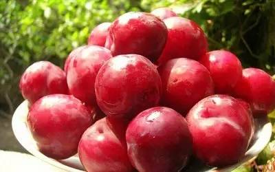 關于水果李子的詩句