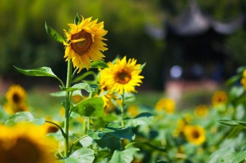 關于青銅葵花的古詩,青銅葵花好句5句賞析,作文青銅葵花古詩