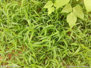 關于大自然啟示的古詩句