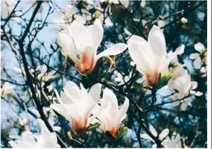 關(guān)于花的語句或詩句