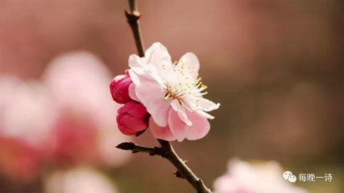 詩句,春花,和詩