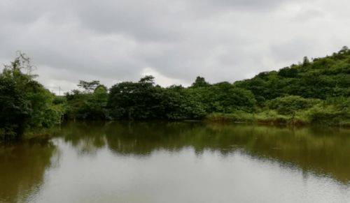 關(guān)于高郵的鴨蛋的詩句