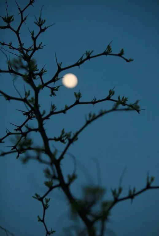 古詩,詩句,思念,于月