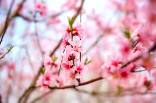 關(guān)于春風(fēng)和桃花的詩(shī)句