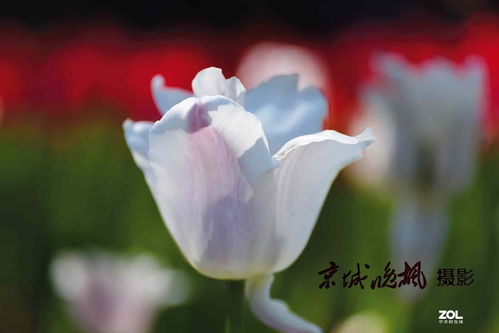 關(guān)于花開(kāi)的旺盛的詩(shī)句