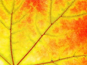 關于梳子的四字愛情詩句