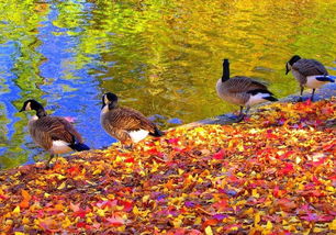 關(guān)于借秋抒懷的詩句有哪些