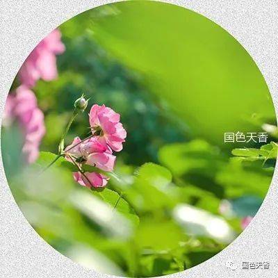 形容生命美好的詩句,贊美生命美好的詩句,感嘆生命美好的詩句