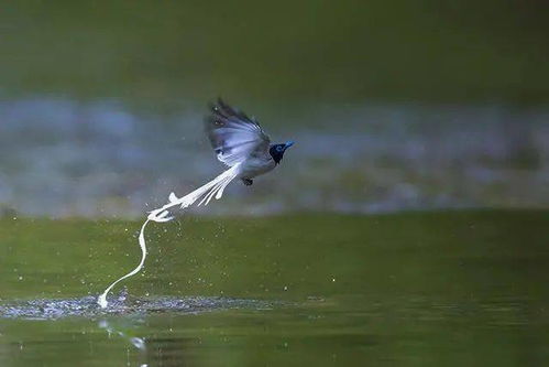 鳥的詩(shī)句古詩(shī)詞
