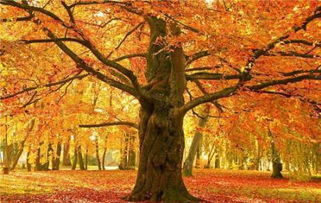 關(guān)于秋天美好生活的詩(shī)句