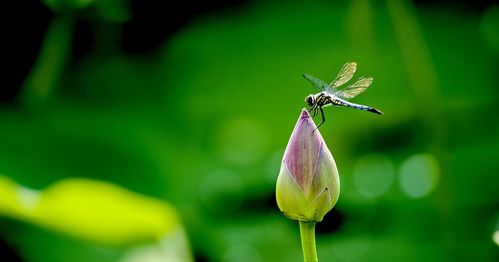 描寫夏天炎熱的詩(shī)句,代表夏天炎熱的詩(shī)句,描寫夏天炎熱的詩(shī)句古詩(shī)