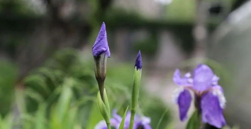 初夏五月的古詩句
