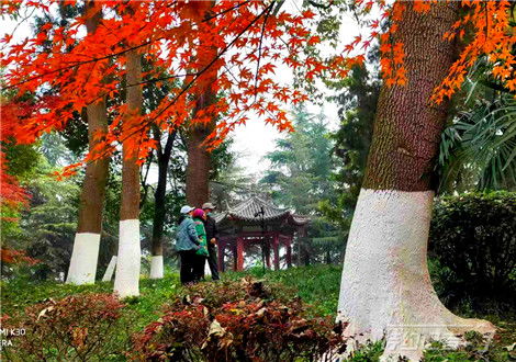 關(guān)于描寫楓林的詩(shī)句