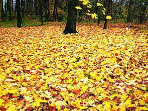 拾一片落葉的古詩句有