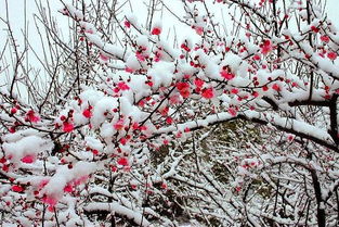 寫出與梅花有關的古詩句