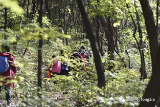 關(guān)于安靜山林的詩(shī)句