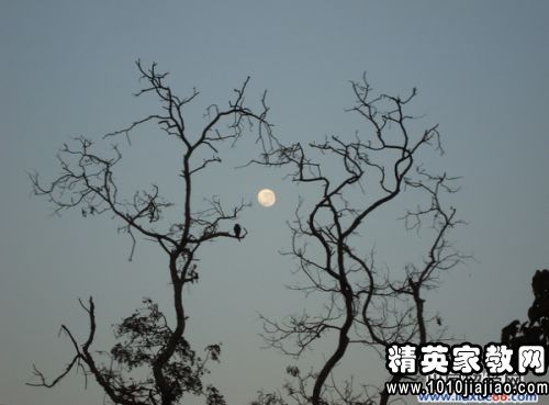 思念家鄉(xiāng)竹子的詩句古詩詞