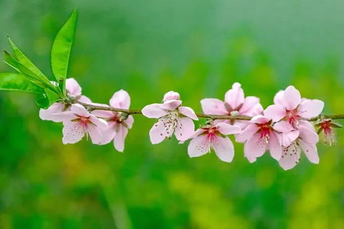 關(guān)于落花的意境優(yōu)美的詩(shī)句