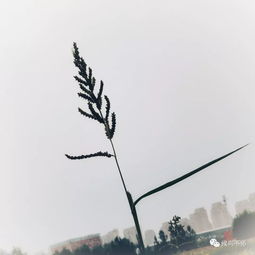 有關(guān)于歡的詩句