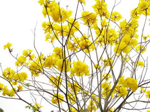 關(guān)于春天寫黃花的詩句