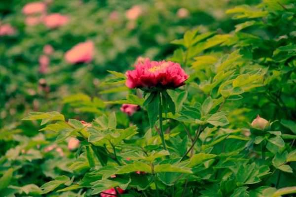 詩(shī)句,春風(fēng),春花,春草