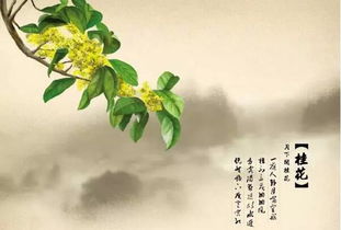 關(guān)于桂花明月的詩(shī)句古詩(shī)詞